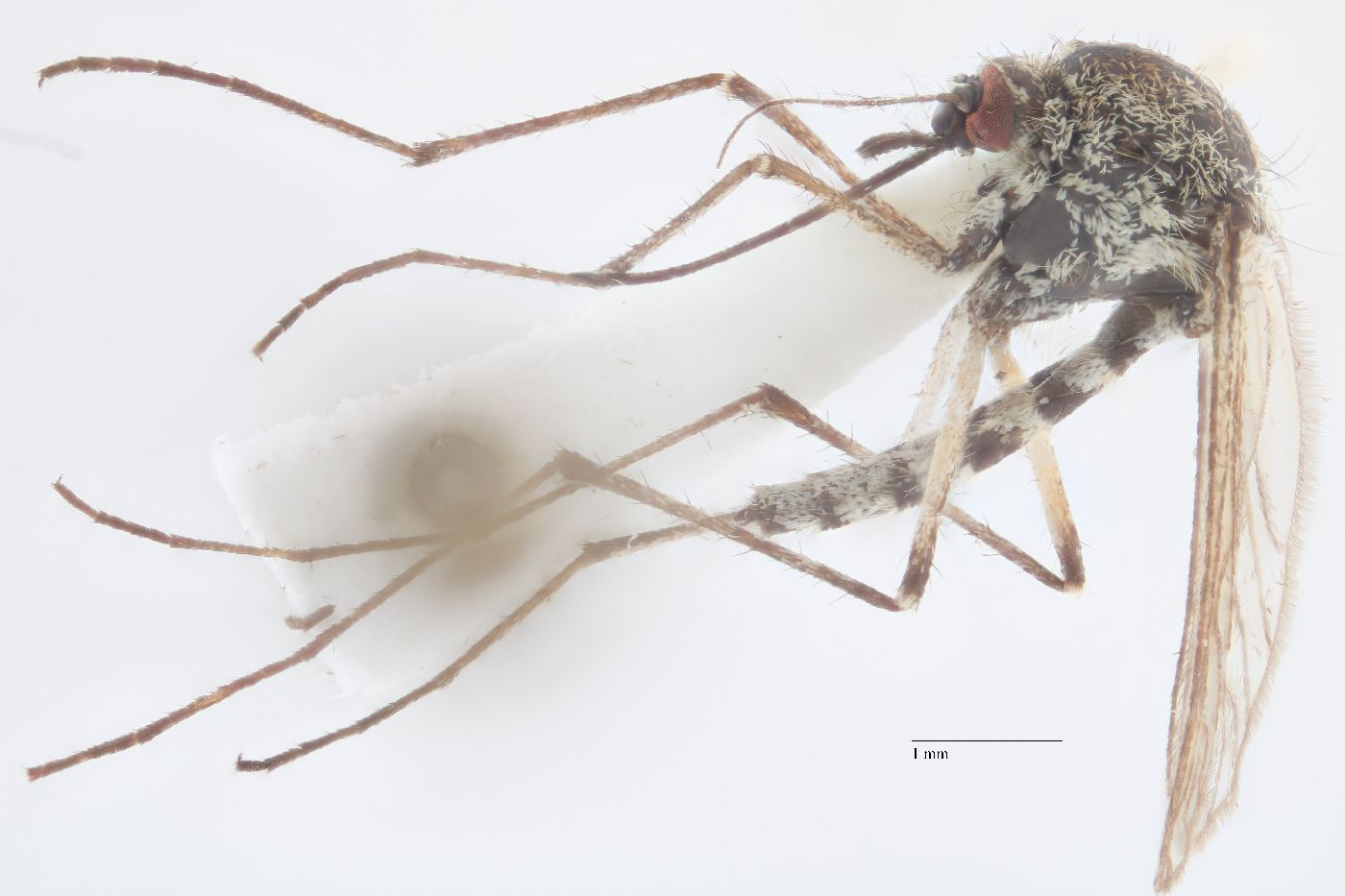 Aedes impiger image