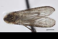 Aedes diantaeus image