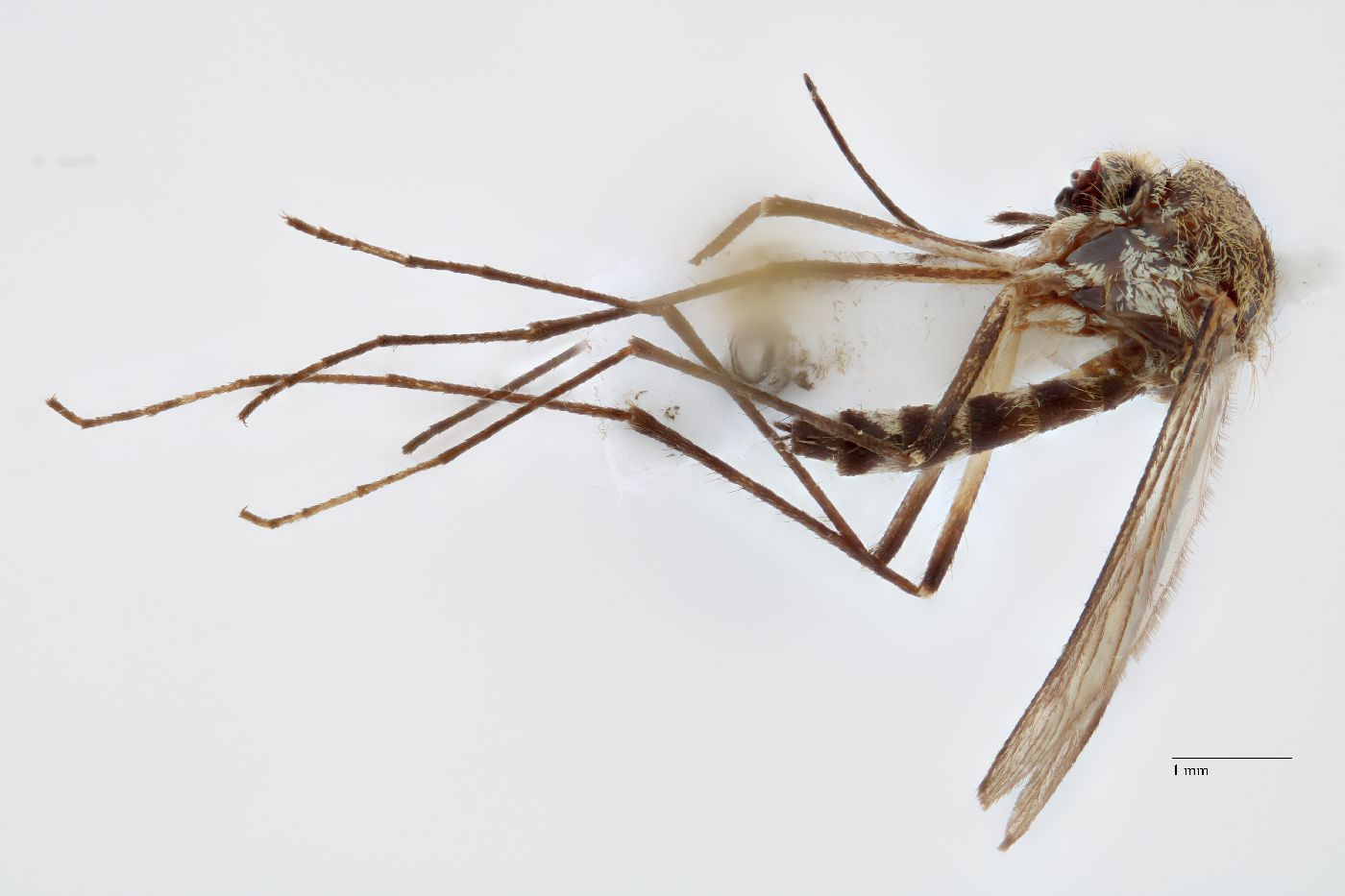 Aedes diantaeus image