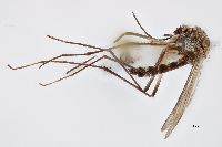 Image of Aedes diantaeus