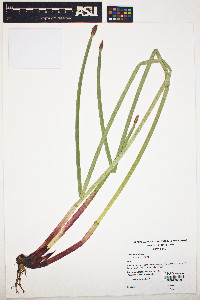 Eleocharis elegans image