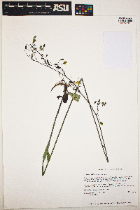 Image of Hieracium gronovii