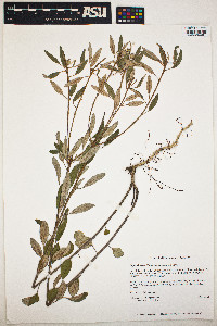 Image of Croton argyranthemus