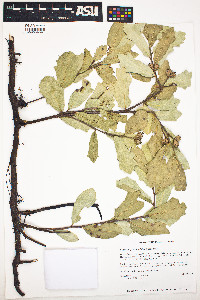 Image of Quercus minima