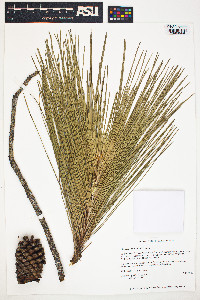 Image of Pinus elliottii