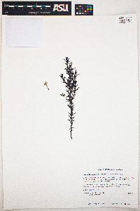 Image of Gratiola hispida