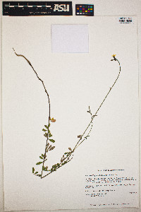 Image of Chapmannia floridana