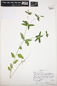 Image of Croton glandulosus