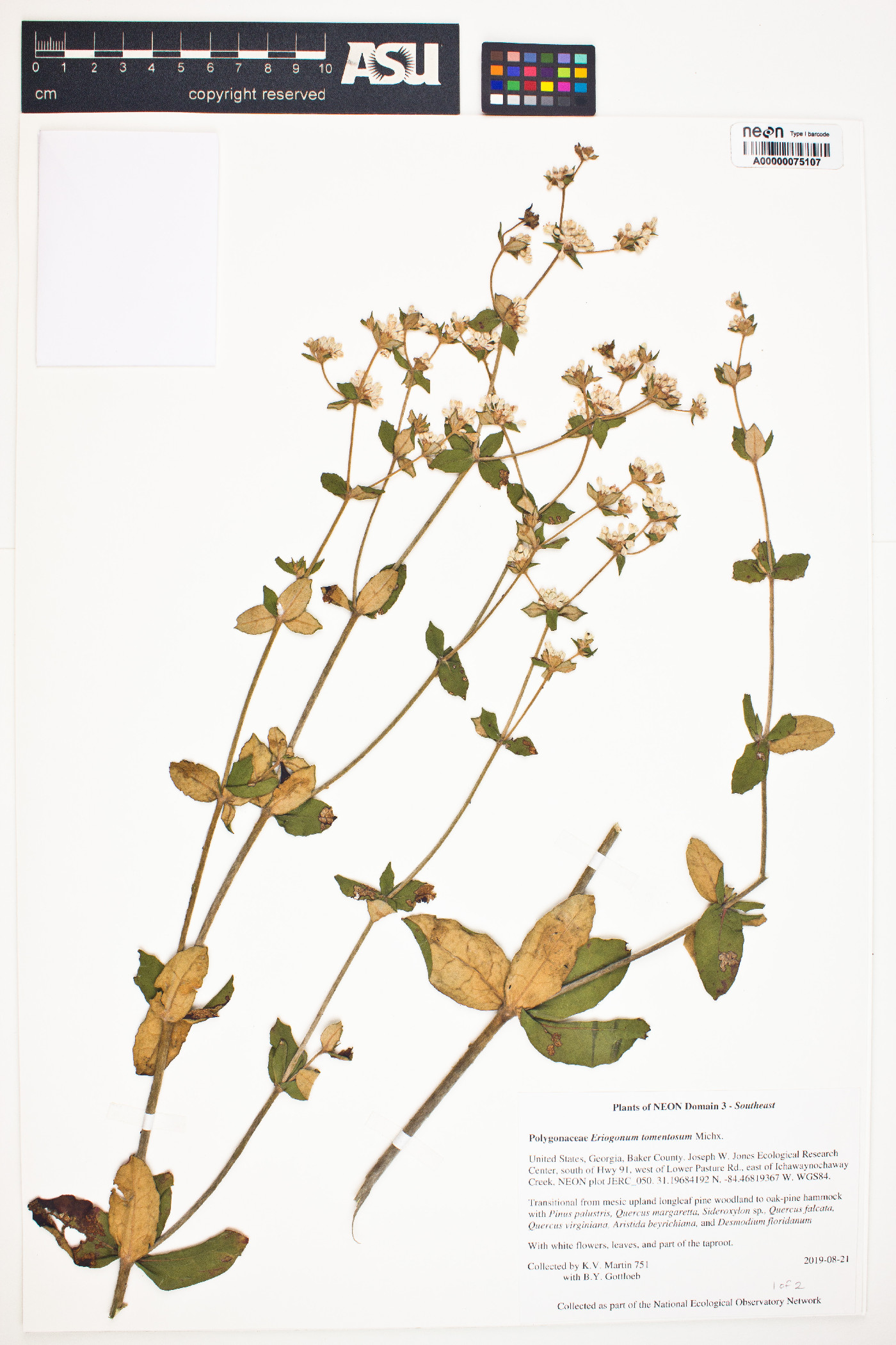 Eriogonum tomentosum image