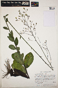 Image of Chrysopsis mariana
