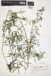 Image of Mimosa quadrivalvis