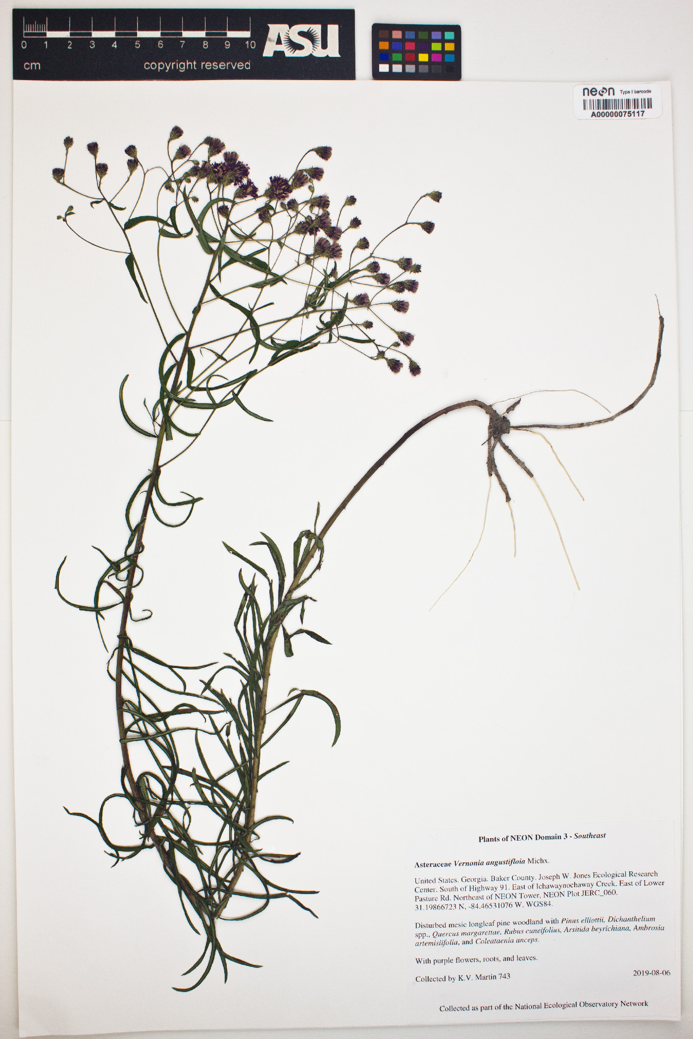 Vernonia angustifolia image