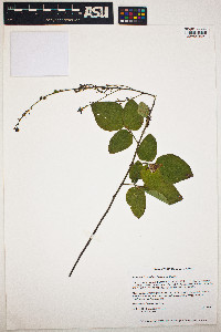 Image of Desmodium floridanum
