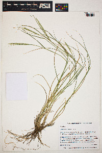 Setaria macrostachya image