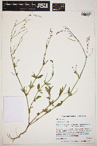 Image of Boerhavia spicata