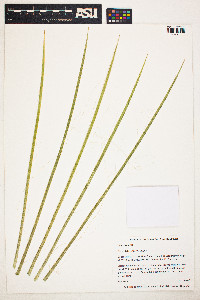 Yucca elata image