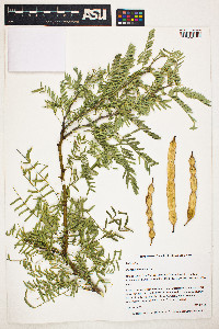 Prosopis glandulosa image