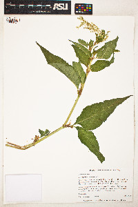 Image of Koenigia alpina