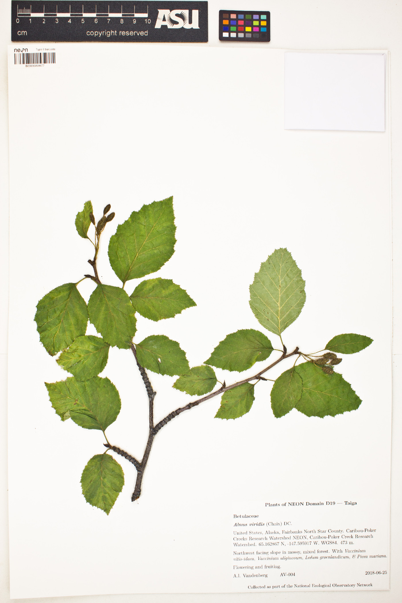 Alnus alnobetula subsp. alnobetula image