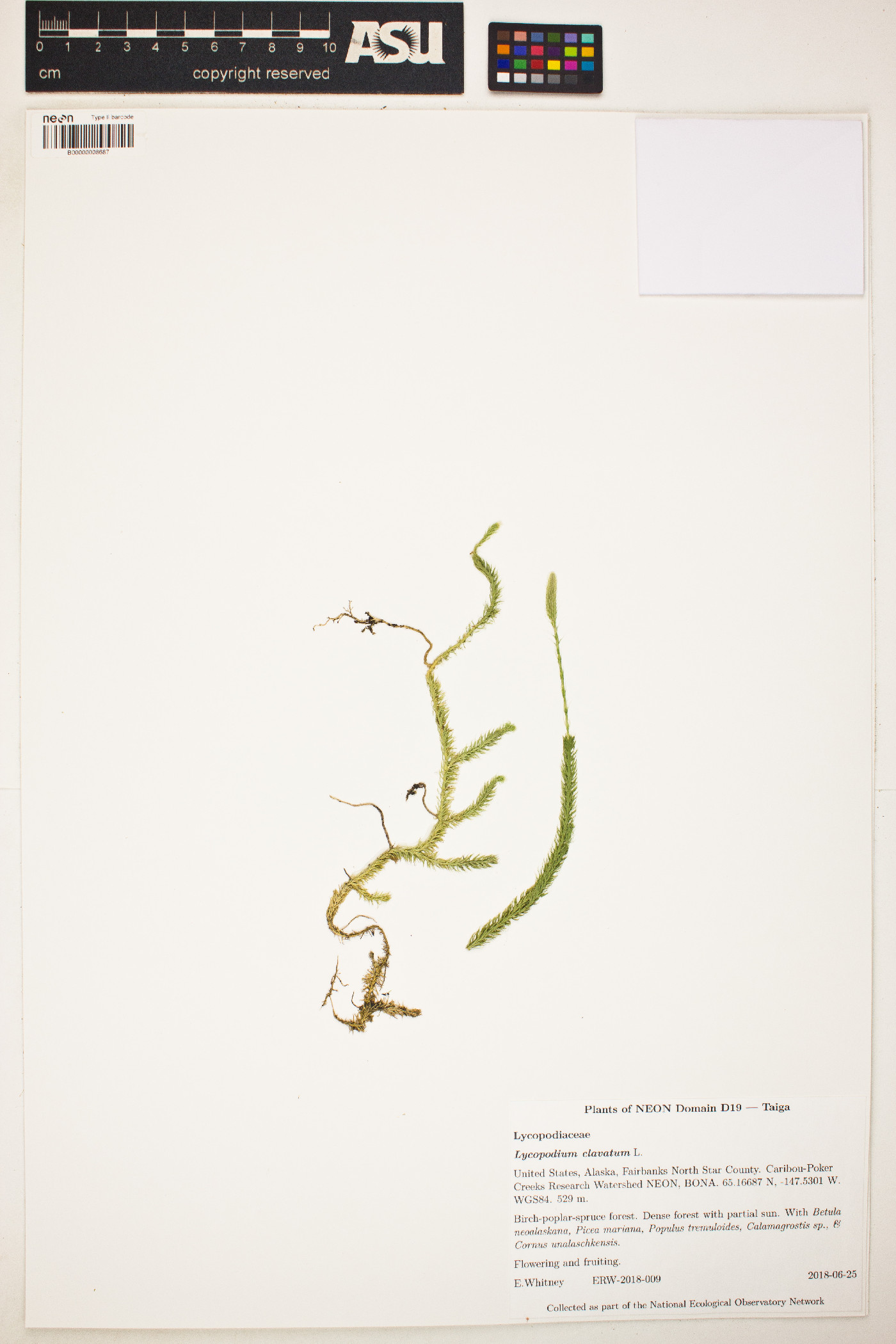 Lycopodium clavatum image