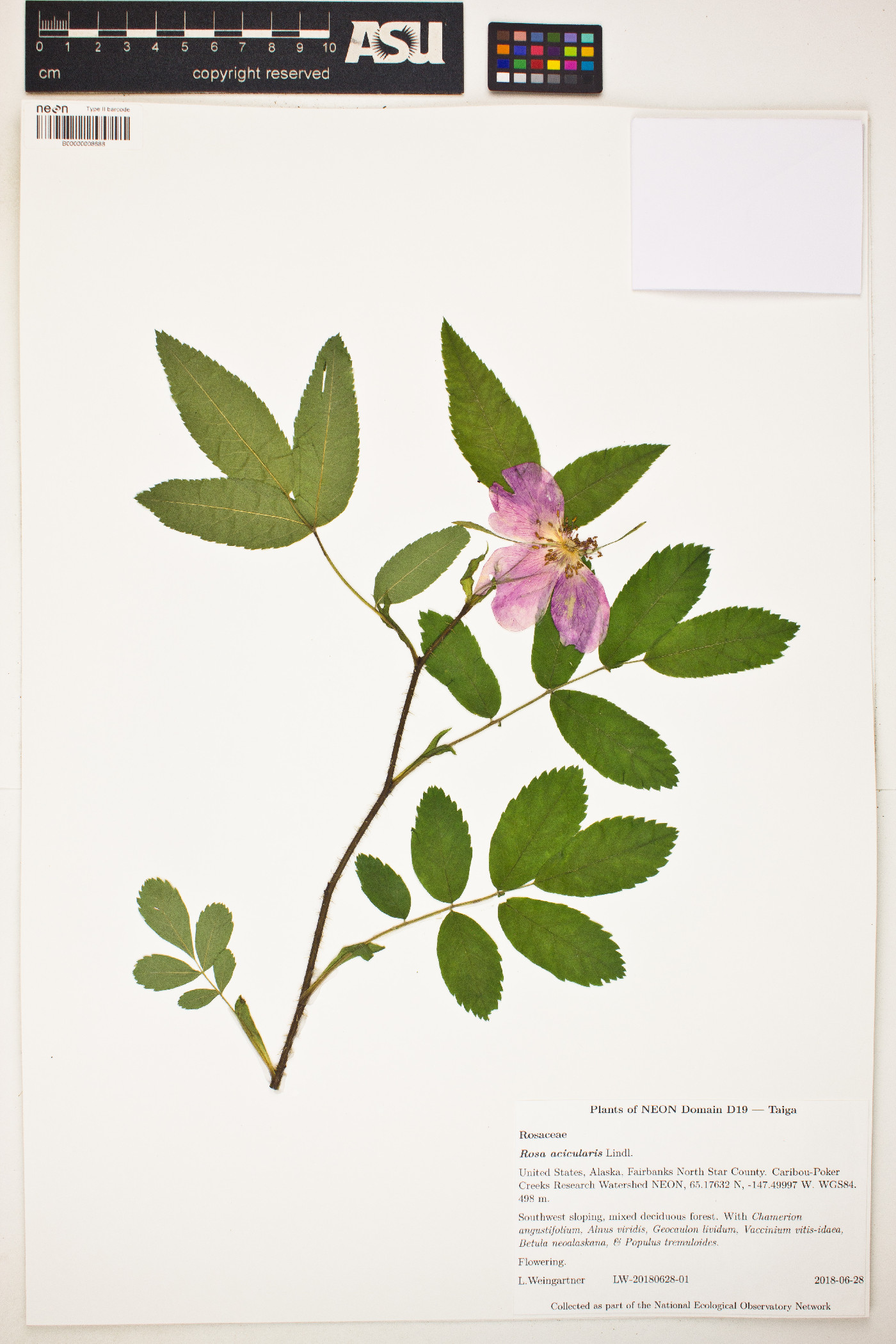 Rosa acicularis image