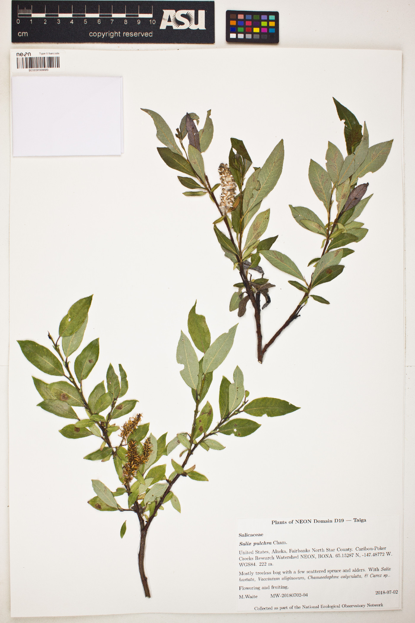 Salix pulchra image