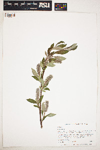 Salix glauca image