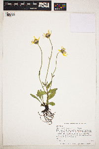 Arnica frigida subsp. frigida image