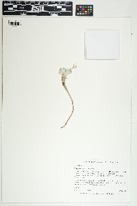 Physaria chambersii image