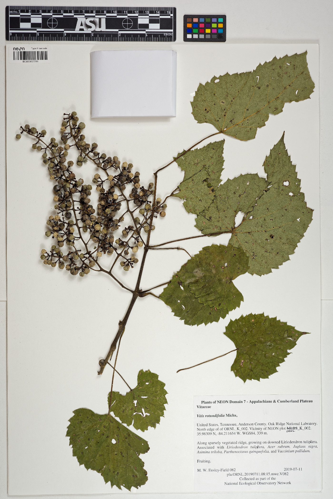 Vitis rotundifolia image