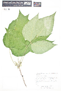 Toxicodendron radicans image