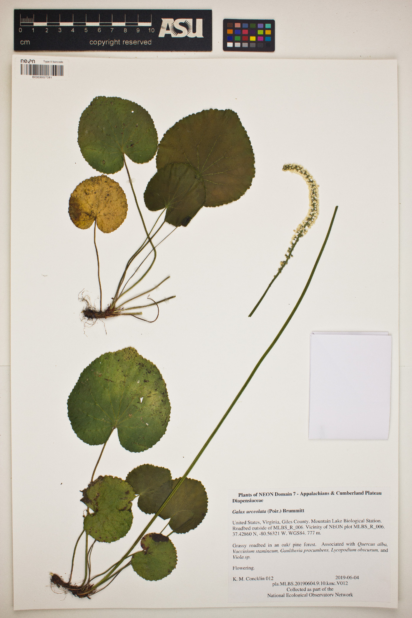 Diapensiaceae image
