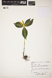 Image of Trillium luteum