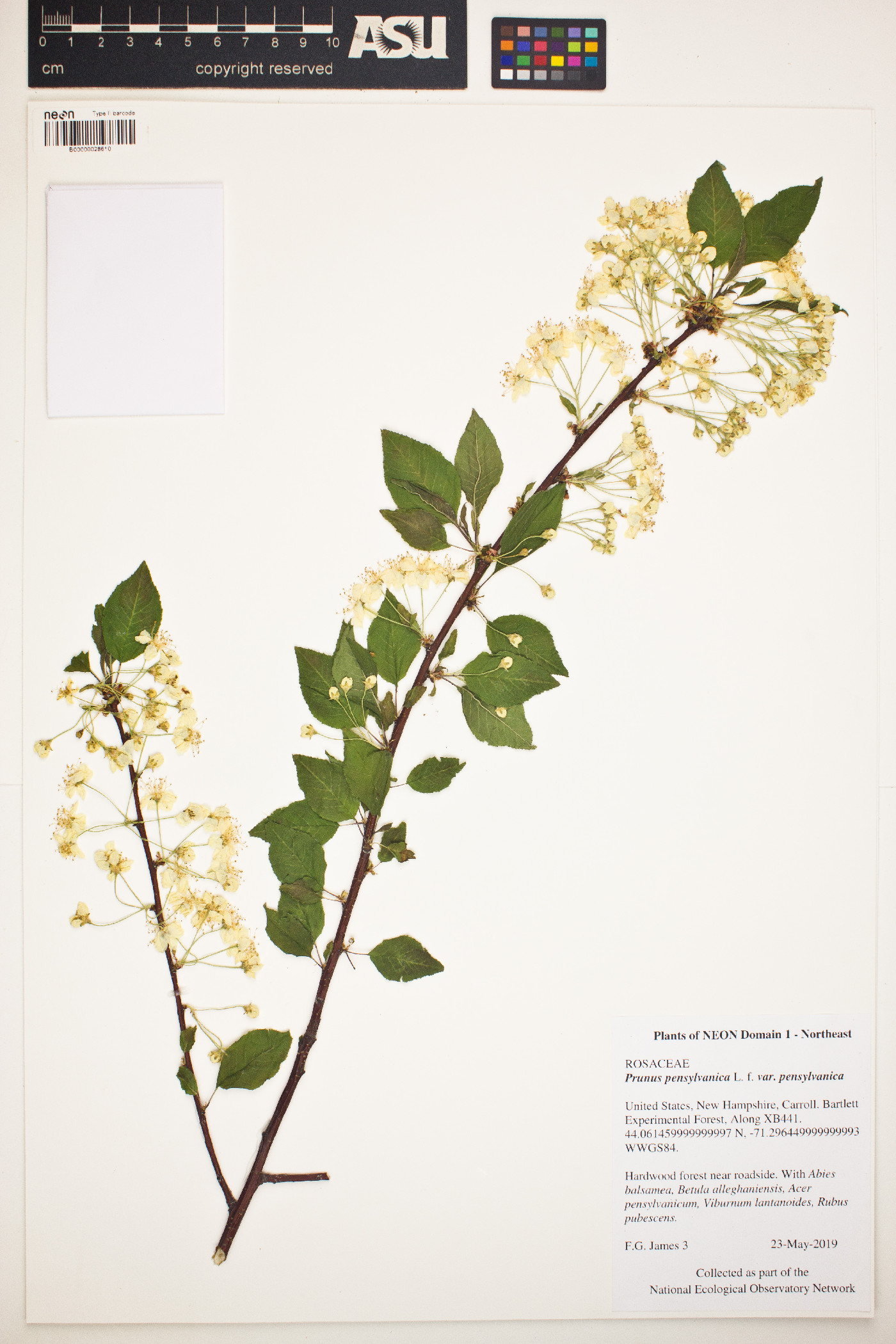 Prunus pensylvanica image