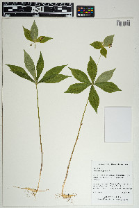 Medeola virginiana image