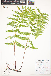 Dennstaedtia punctilobula image