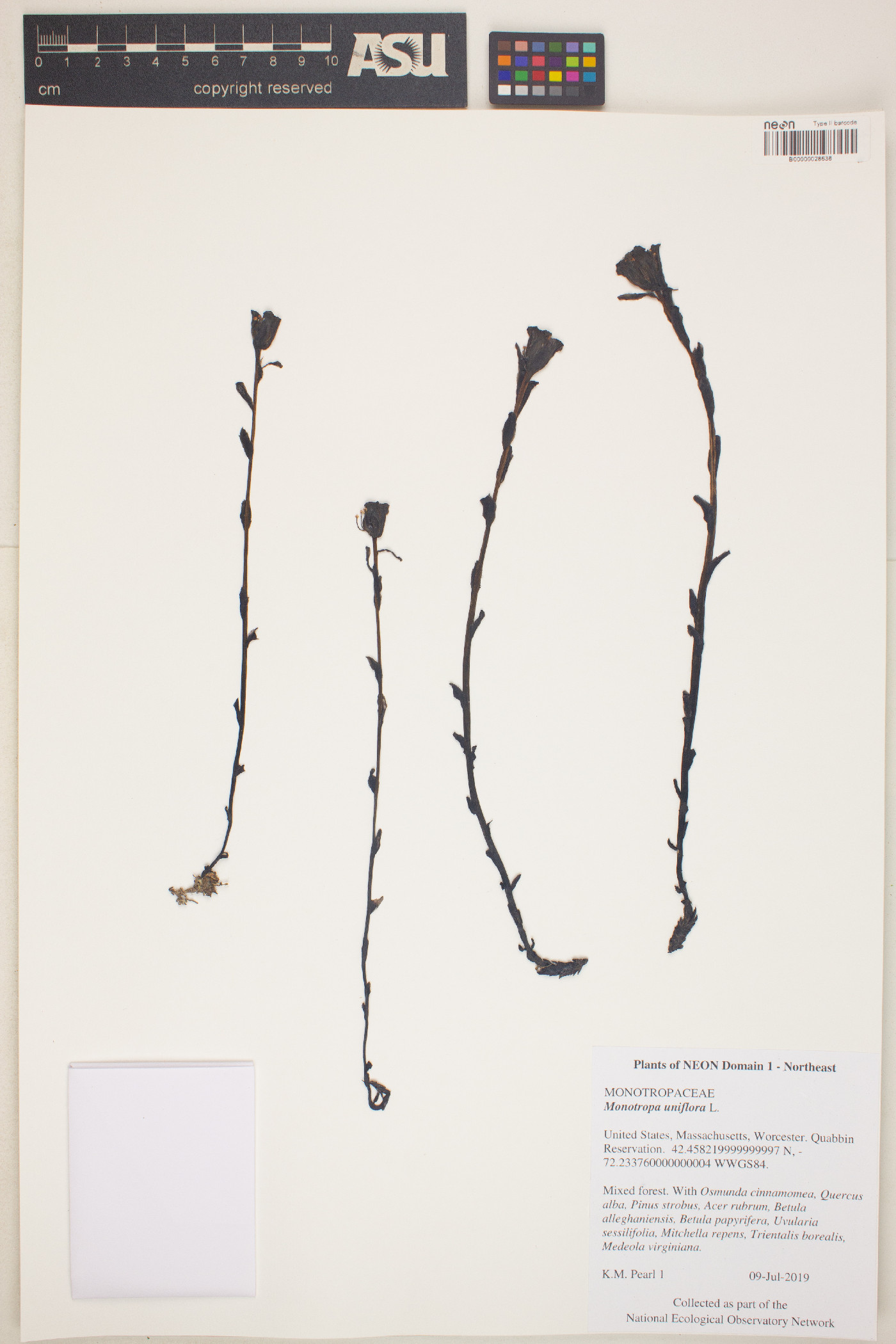 Monotropa uniflora image