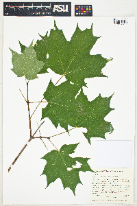 Acer saccharum var. saccharum image