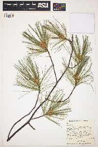 Pinus strobus image