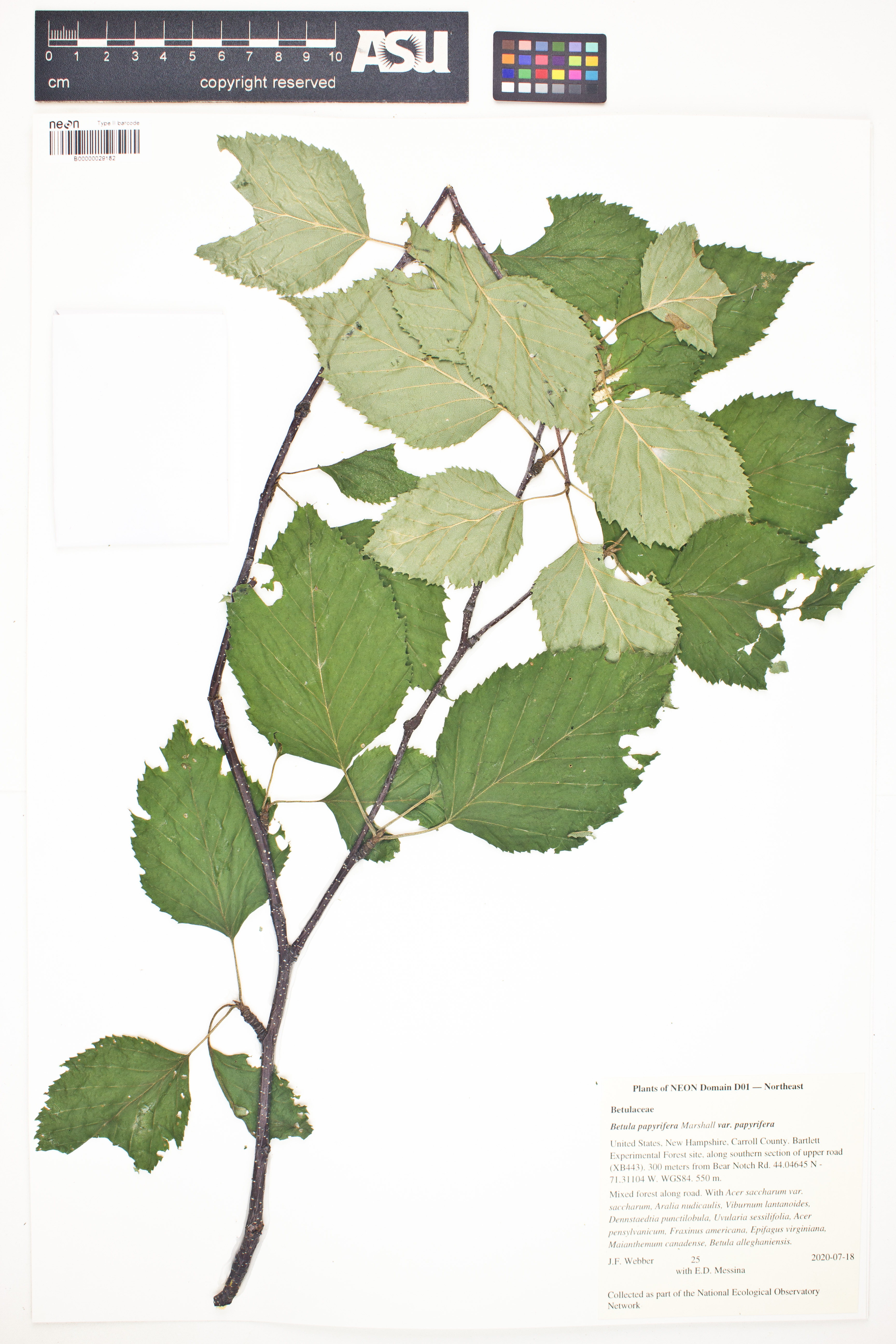 Betula papyrifera var. papyrifera image