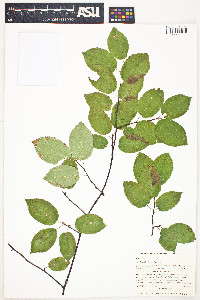 Amelanchier laevis image