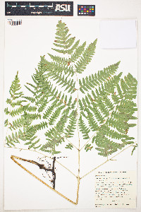 Pteridium latiusculum subsp. latiusculum image