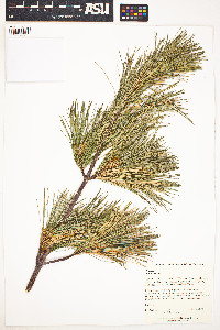 Pinus strobus image