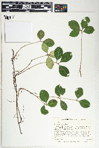 Gaultheria procumbens image