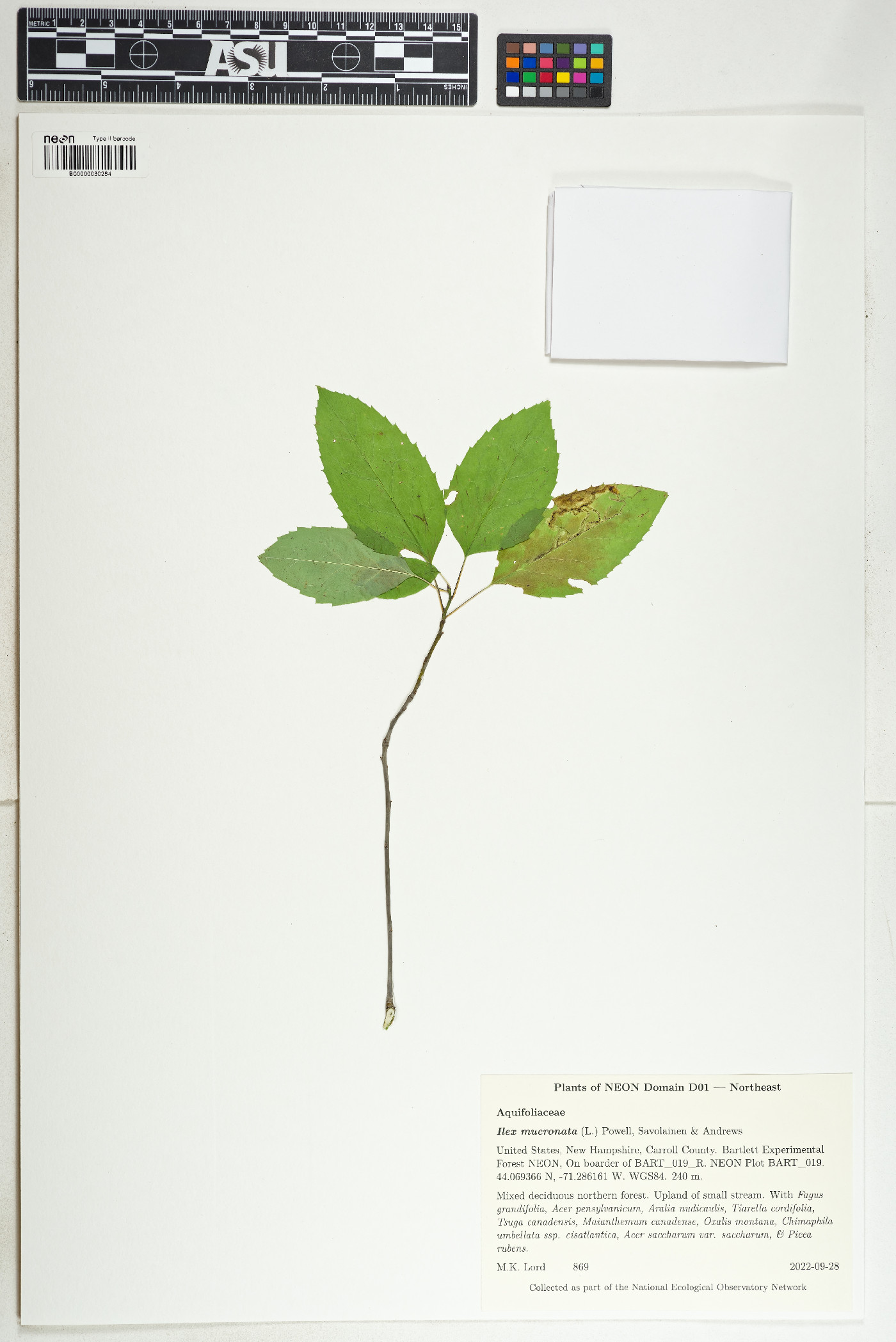 Ilex mucronata image