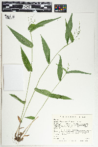 Image of Panicum latifolium