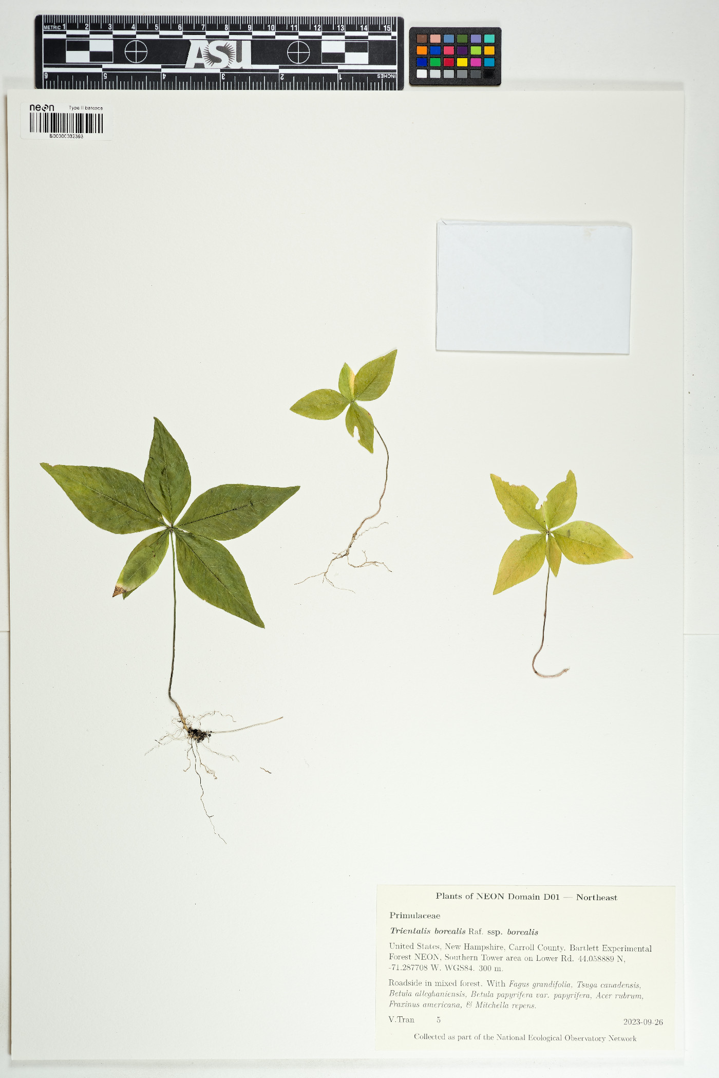 Lysimachia borealis image