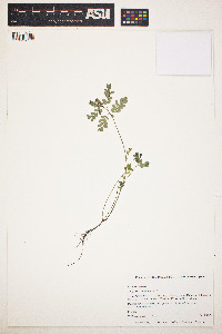 Image of Phyllanthus urinaria