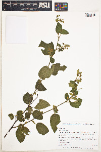 Image of Sida cordifolia