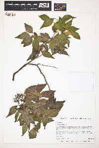 Amyris elemifera image